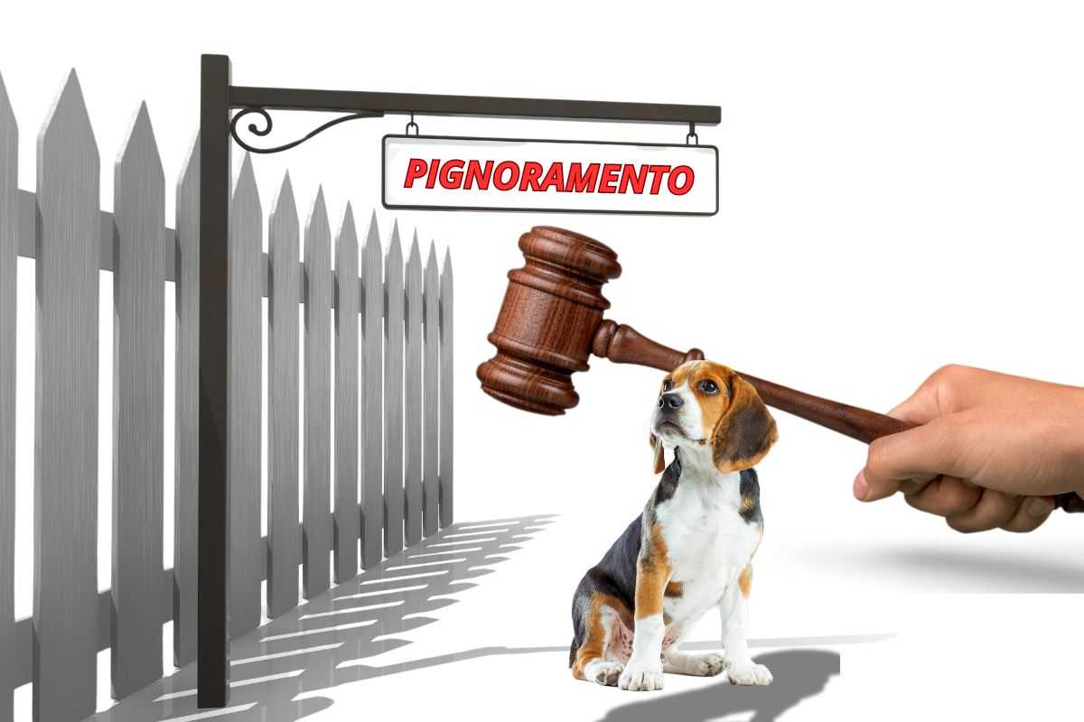 Pignoramento-cane-