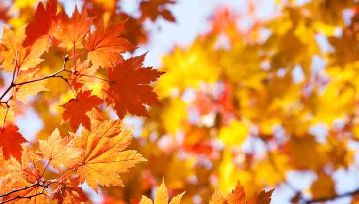 Dove vedere il foliage in Italia