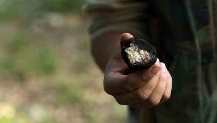 Le diverse realtà regionali tartufo 